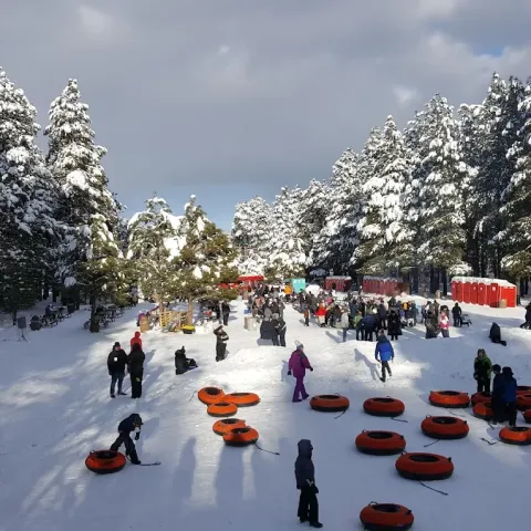 Snow-covered trees and people tubing on a snowy hill with orange tubes.